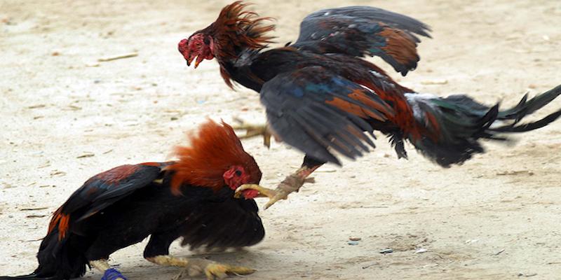 Đá Gà Đòn Độc - Những Kỹ Năng Hiểm Hóc Hạ Đối Thủ Cho Sư Kê 5 Cách nuôi chiến binh sở hữu kỹ năng đá gà đòn độc