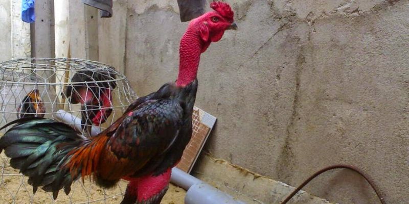 Đá Đĩa - Thế Đá Hiểm Và Gây Sát Thương Cực Mạnh Cho Đối Thủ 3 Chia sẻ cách chăm sóc gà đá đĩa