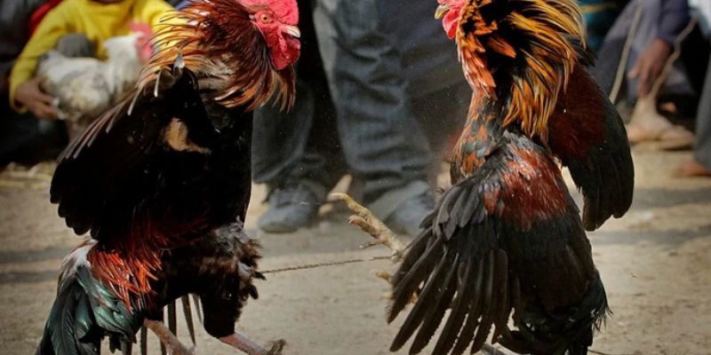 Tổng hợp lý do anh em nên tham gia vào những trận chọi gà tại MB66