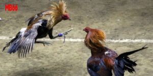 Đá Gà MB66 - Đặt Cược Kèo Hay, Rinh Ngay Quà Chất