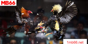 Nắm vững cách chơi đá gà đòn trực tiếp một cách hiệu quả