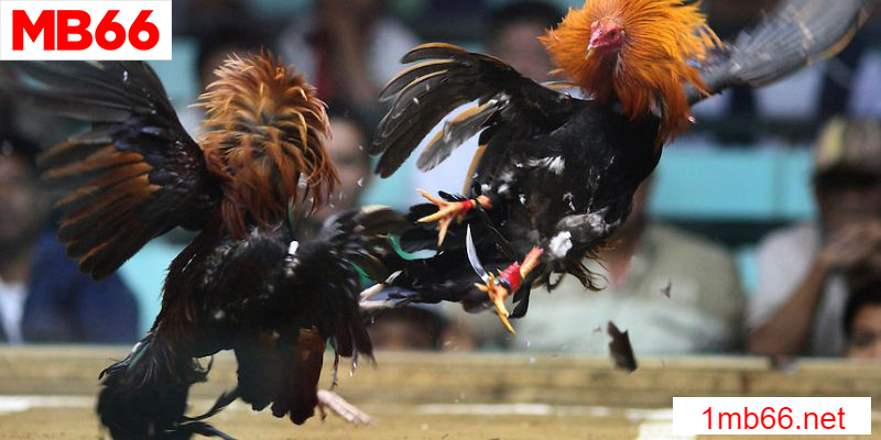 Sự khởi đầu của đá gà đòn trực tiếp